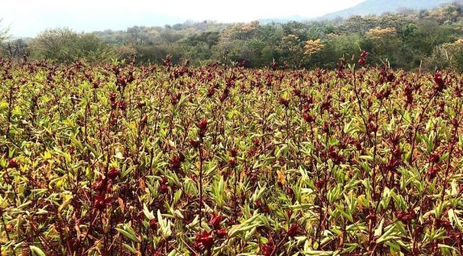 Tamarindo, trigo, ajonjolí, jamaica y papaya, con mejor expectativa de producción: Sader