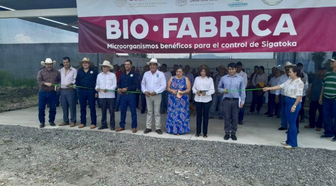 Instalan biofábrica en Coahuayana para proteger cultivos de plátano