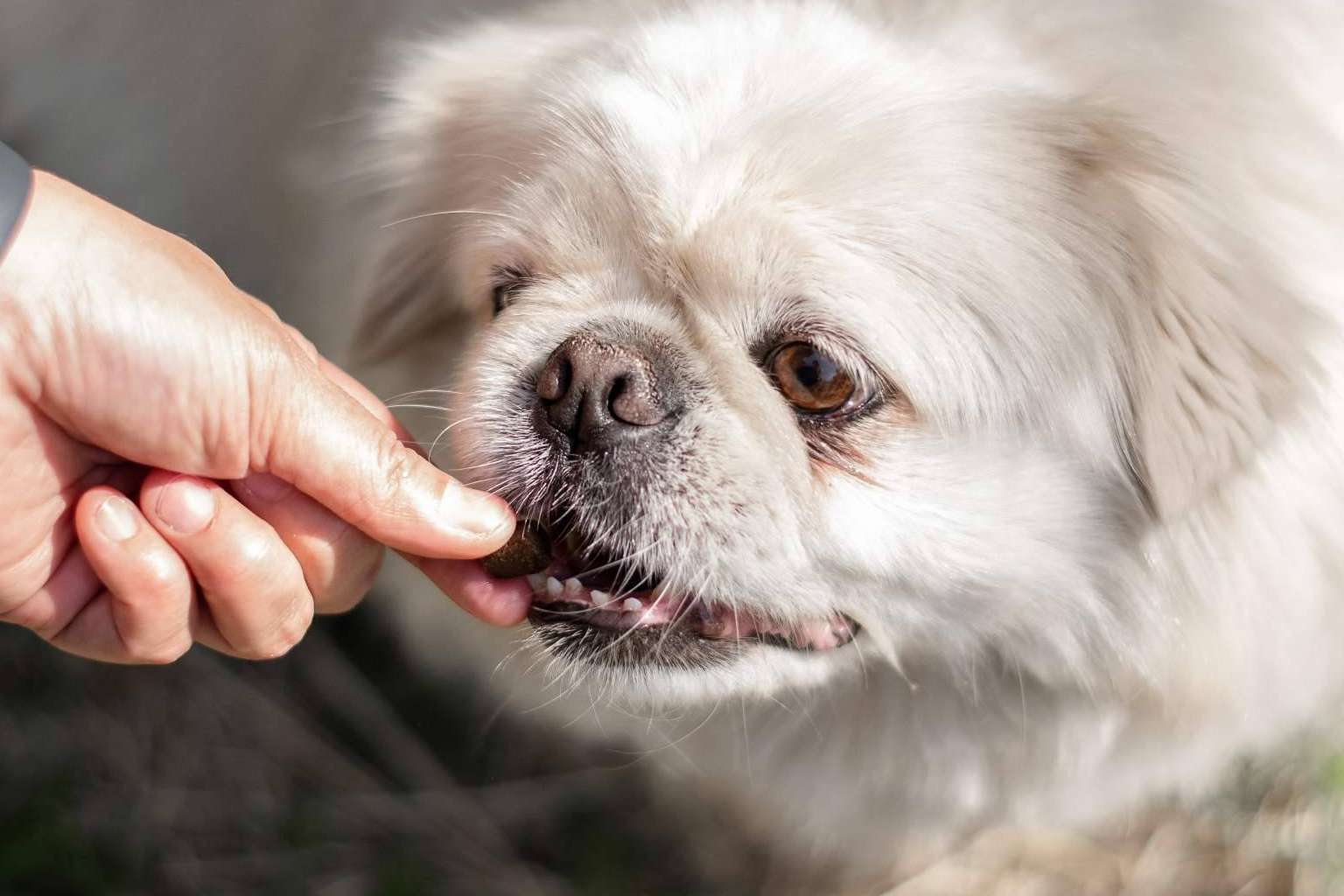 Premios naturales para mejorar el aprendizaje y el bienestar canino